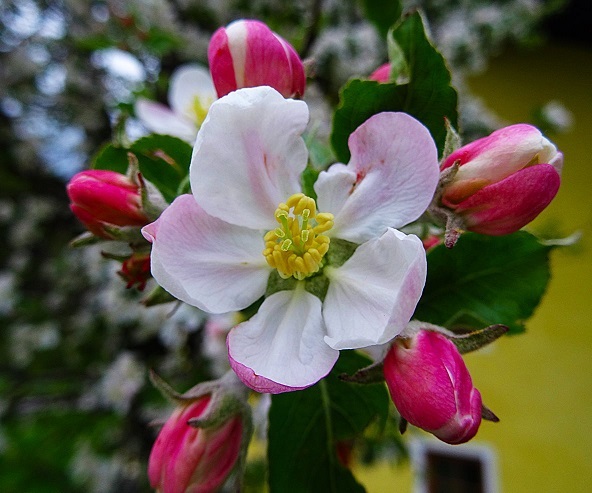 Die Apfelbluete: Sinnbild fuer neue Lernkultur. Foto: Harald Ernst Foto: Harald Ernst, dem ich fuer die Ueberlassung herzlich danke.
